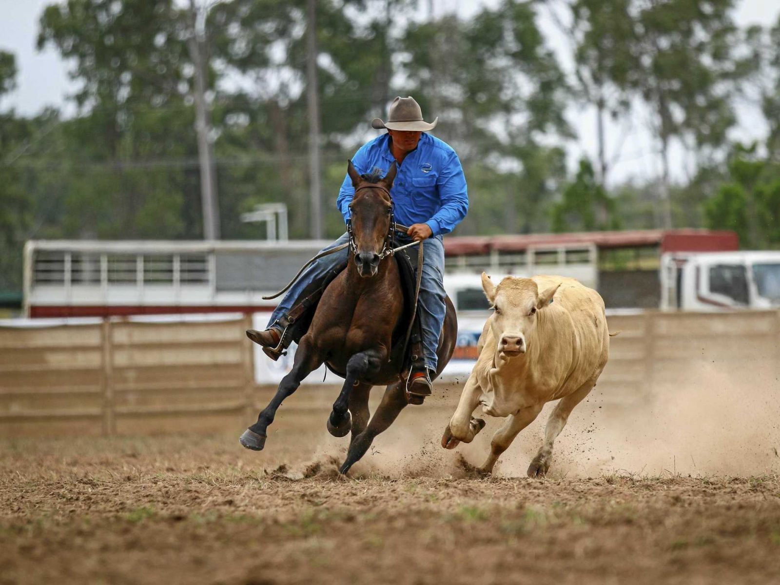 Eidsvold Golden Bell Campdraft