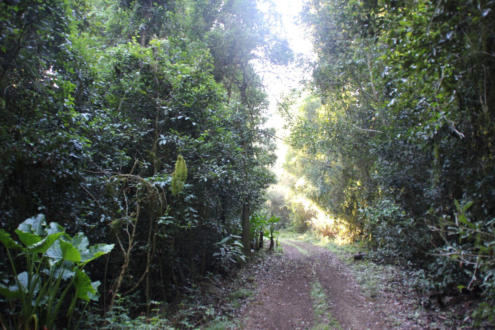 Kalpowar State Forest